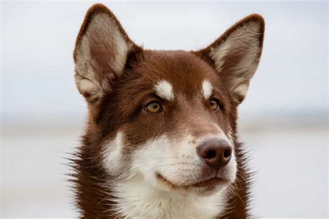 chanel barros georgian brown huskie|brown husky.